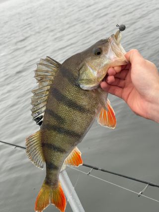 Poslední výjezd na ryby, kluci chytli pár krásných okounů.