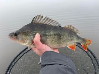 Tak přeci jenom jsem ukončil sezonu na Nechranické přehradě v krásně zamrzlé přírodě🐟🐋🐬