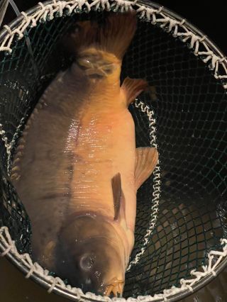 🎄🐟 POSLEDNÍ PÁR KAPRŮ! 🐟🎄 Kdo ještě nemá kapra na štědrovečerní stůl, teď je nejvyšší čas ⏰ 👉 Zbývá nám už jen pár...